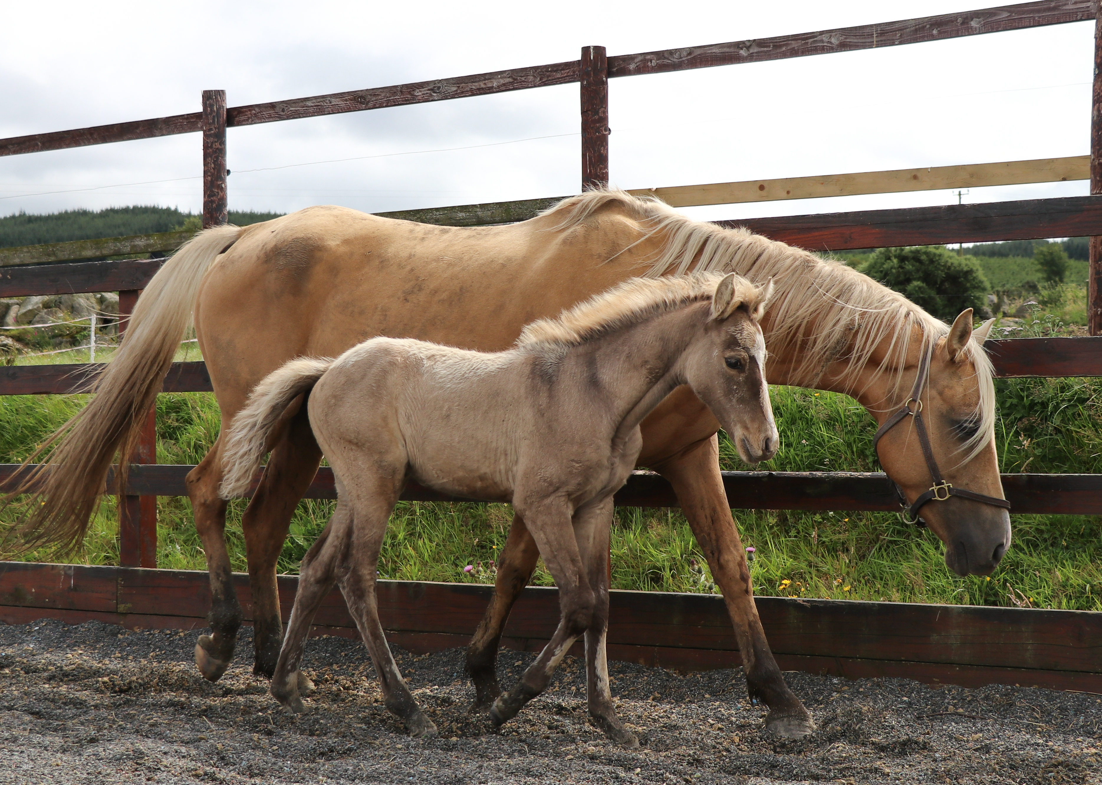 Expat Morgans leading sport stud farm in Europe